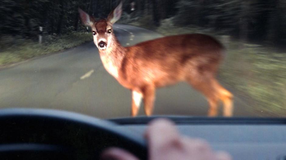 Schwerer Unfall - drei Kinder verletzt! Autofahrerin wollte Tier ausweichen - 5 Personen verletzt