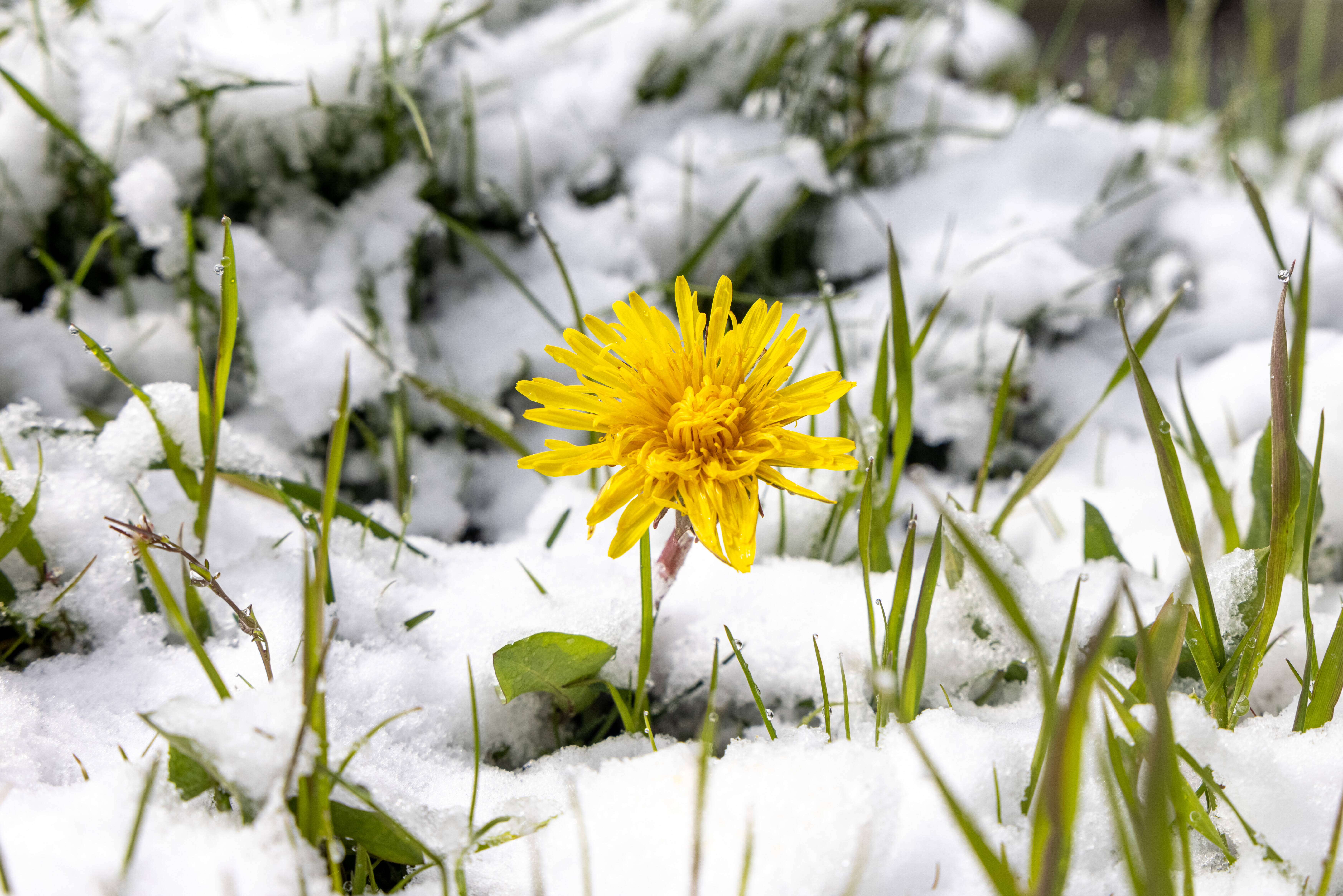 Der Frühling kommt! Bis zu 16 Grad in Deutschland - Frostiges Wetter spätestens nächste Woche vorbei!
